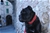  multi Ch. Bazo - Triola Cane Corso